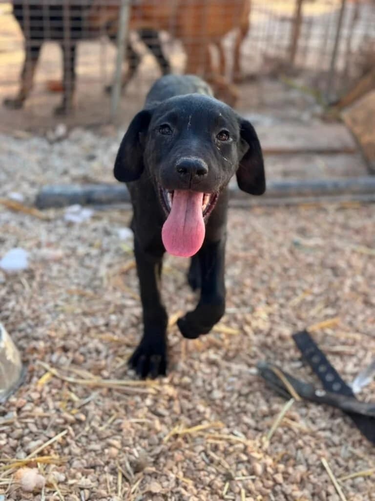 FAUSTO, male puppy Mixed Breed for adoption at Dimensione Animale Bergamo