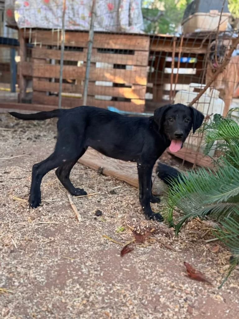 FERDINANDO, male puppy Mixed Breed for adoption at Dimensione Animale Bergamo