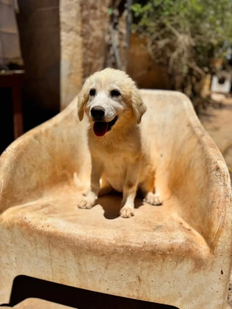 FIFI, male puppy Mixed Breed for adoption at Dimensione Animale Bergamo