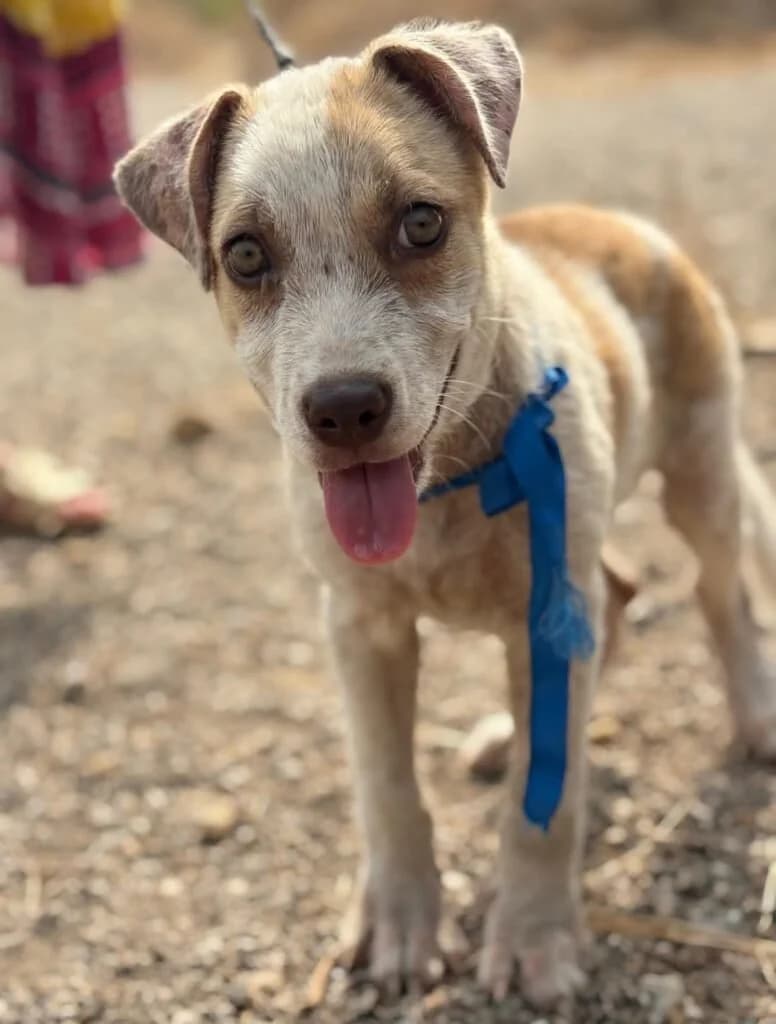 FILLO, male puppy Mixed Breed for adoption at Dimensione Animale Bergamo