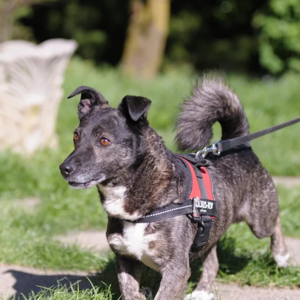 FLASH, male 6yo Mixed Breed for adoption at Dimensione Animale Bergamo