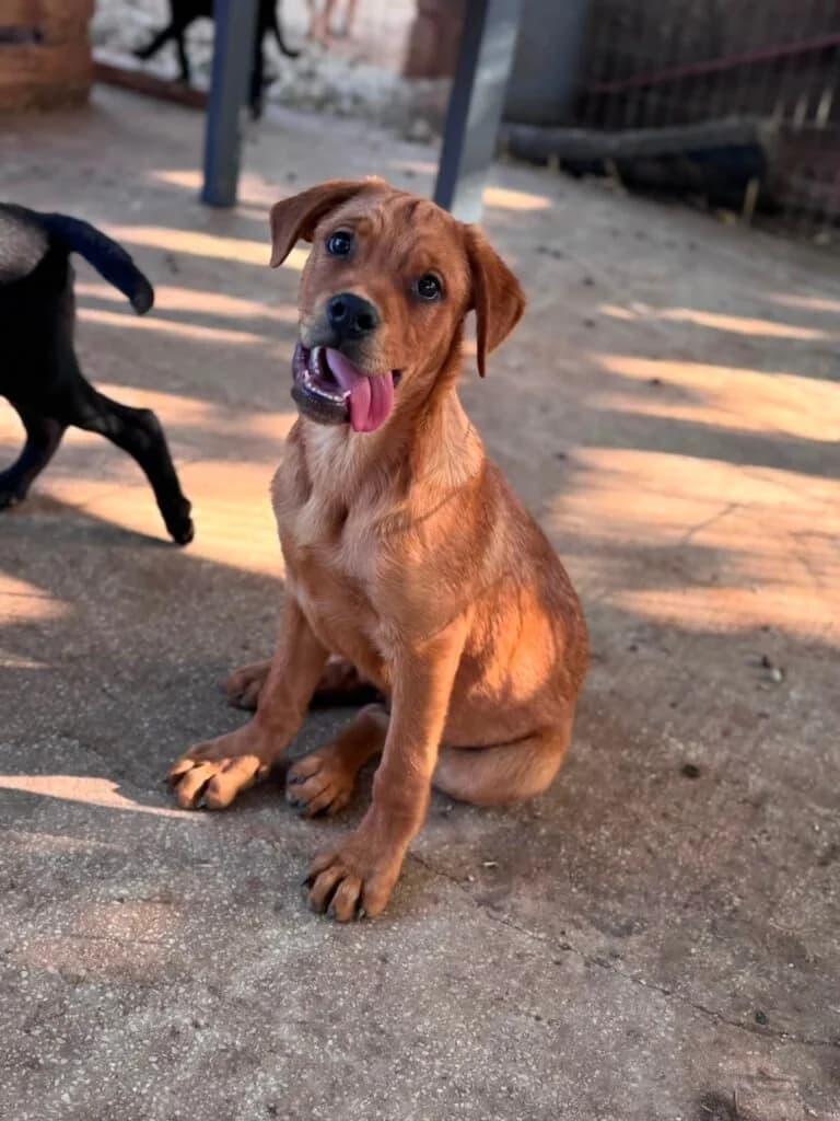 FLORIAN, male puppy Mixed Breed for adoption at Dimensione Animale Bergamo