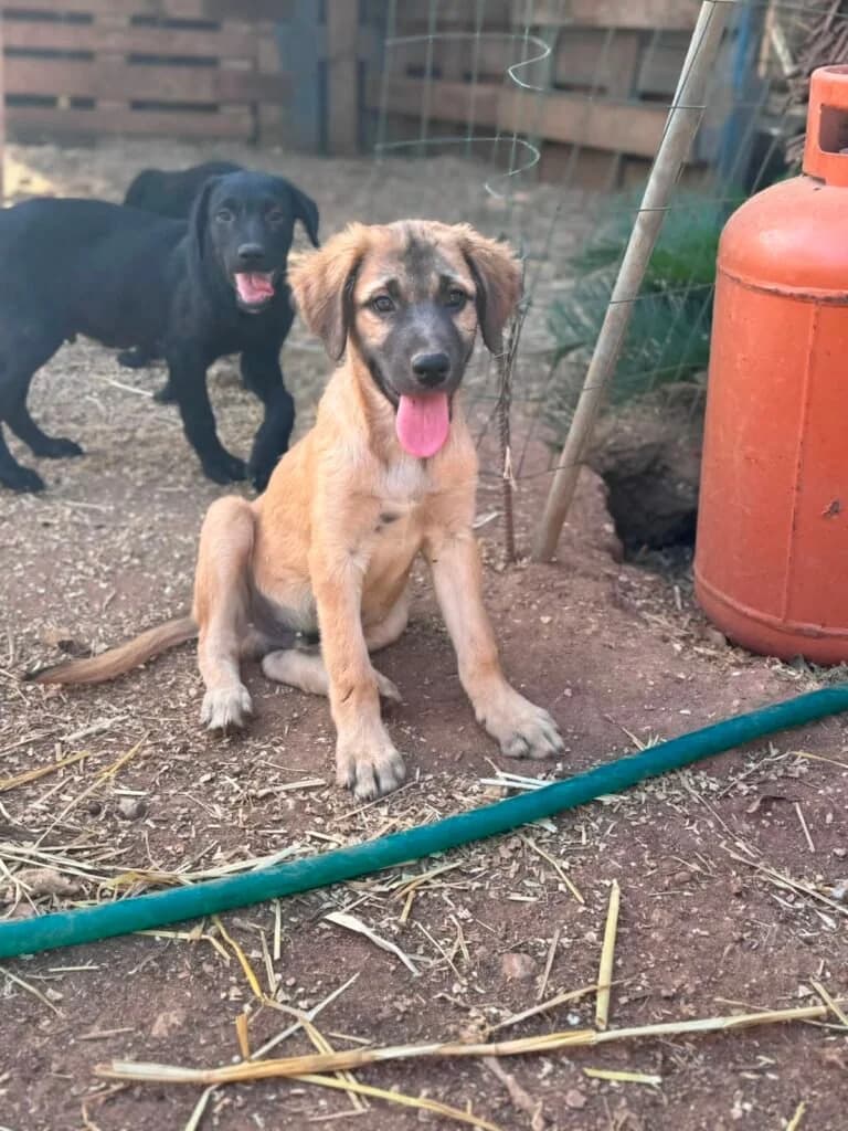 FLORIAN, male puppy Mixed Breed for adoption at Dimensione Animale Bergamo