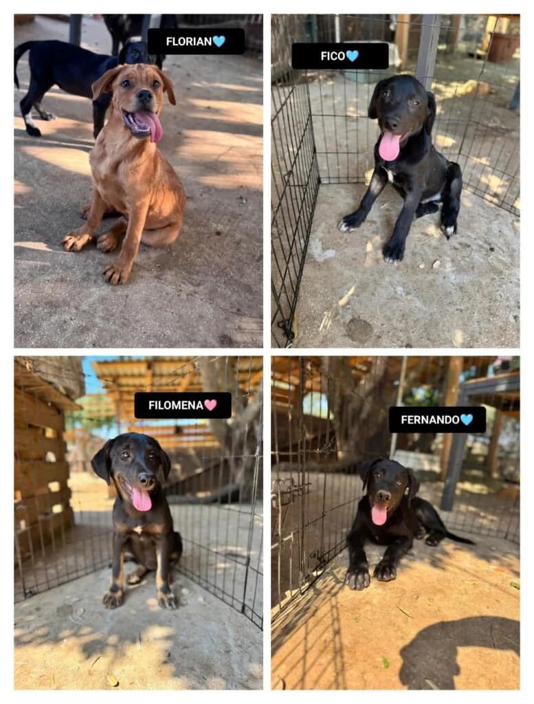 FLORIAN, FERNANDO E FICO, male puppy Mixed Breed for adoption at Dimensione Animale Bergamo