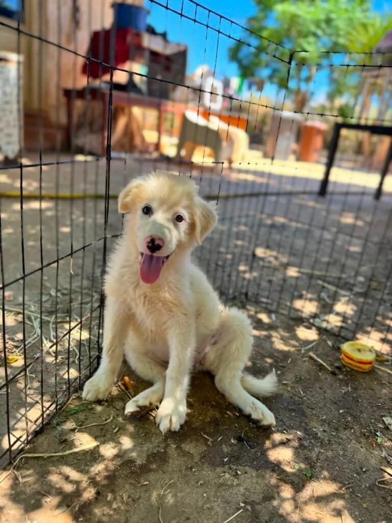 FRAGOLA, female puppy Mixed Breed for adoption at Dimensione Animale Bergamo