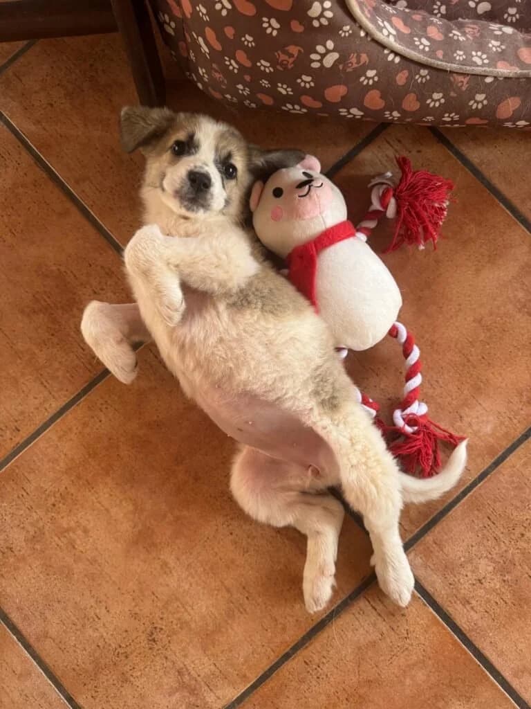 FRANCY E FRANCESCO, puppy Mixed Breed for adoption at Dimensione Animale Bergamo