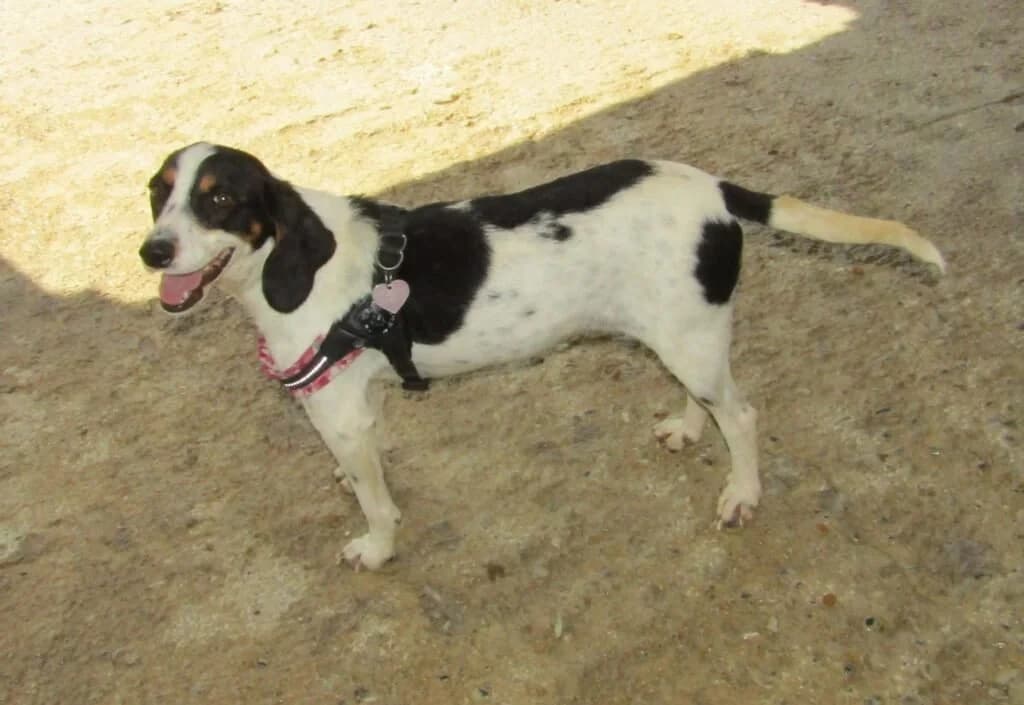 GAIA, female young Mixed Breed for adoption at Dimensione Animale Bergamo