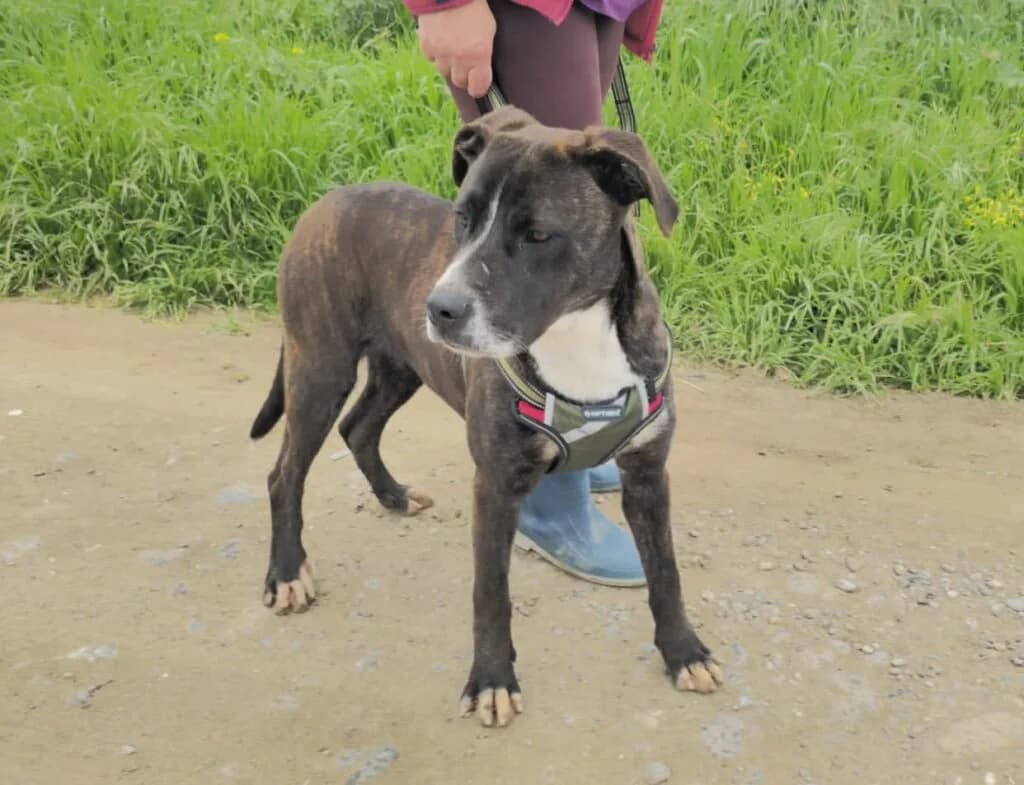 GEMMA, female young Mixed Breed for adoption at Dimensione Animale Bergamo