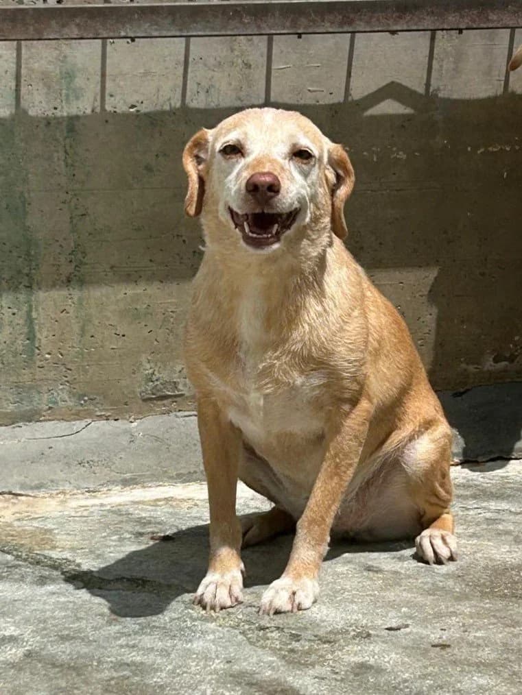 GENNARA, female 5yo Mixed Breed for adoption at Dimensione Animale Bergamo