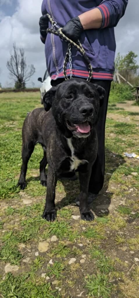 GENNARINO, male young Mixed Breed for adoption at Dimensione Animale Bergamo