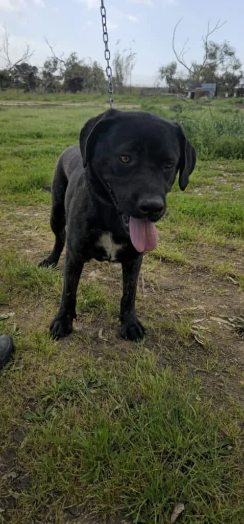 GENNY, male young Mixed Breed for adoption at Dimensione Animale Bergamo