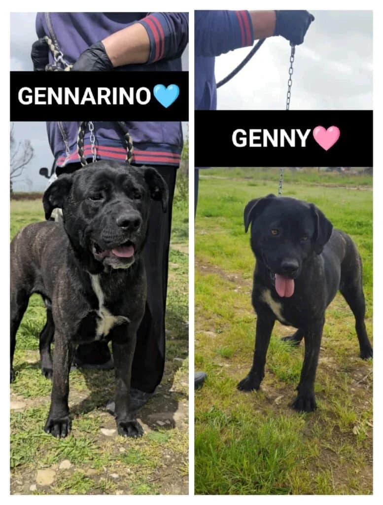 GENNY e GENNARINO, young Mixed Breed for adoption at Dimensione Animale Bergamo