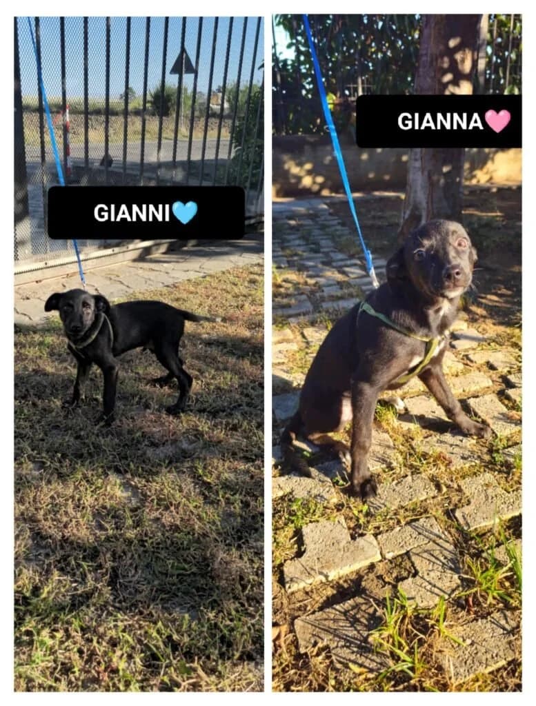 GIANNI, GIANNA, puppy Mixed Breed for adoption at Dimensione Animale Bergamo