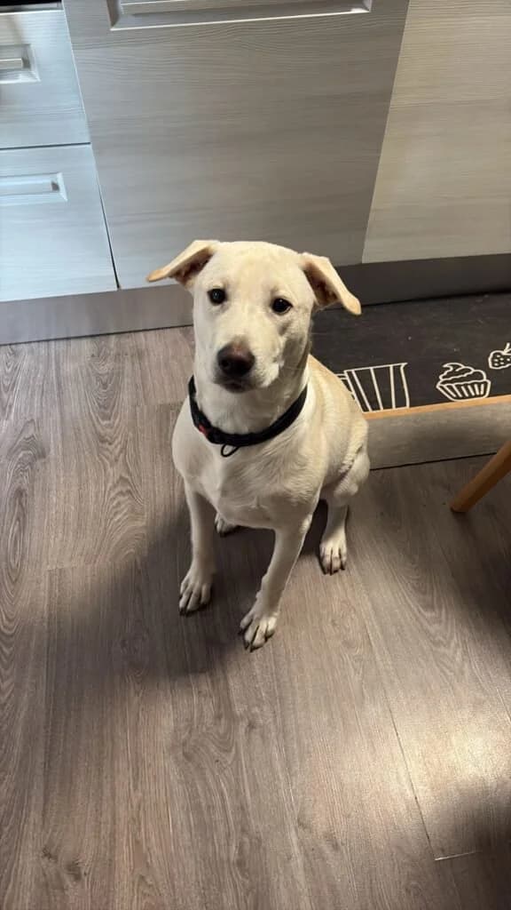 GIGI, young Mixed Breed for adoption at Dimensione Animale Bergamo
