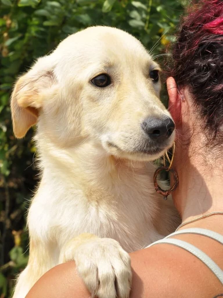 GIN, male puppy Mixed Breed for adoption at Dimensione Animale Bergamo