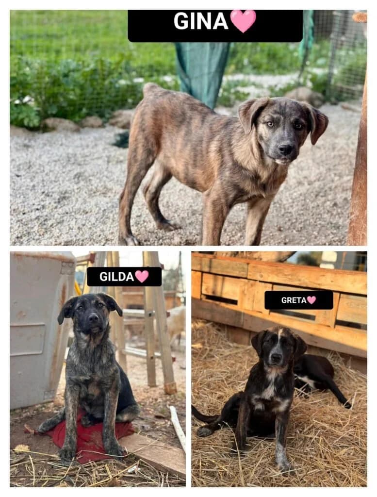 GINA e GRETA, female young Mixed Breed for adoption at Dimensione Animale Bergamo