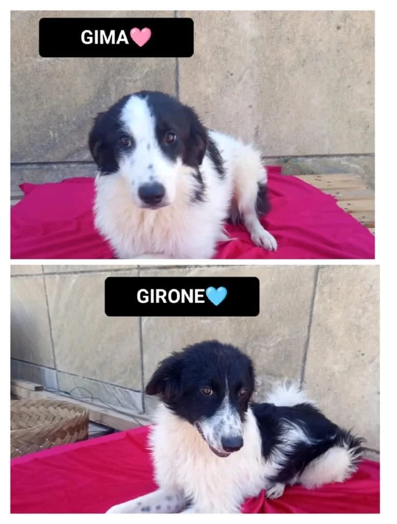 GIRONE, male puppy Mixed Breed for adoption at Dimensione Animale Bergamo