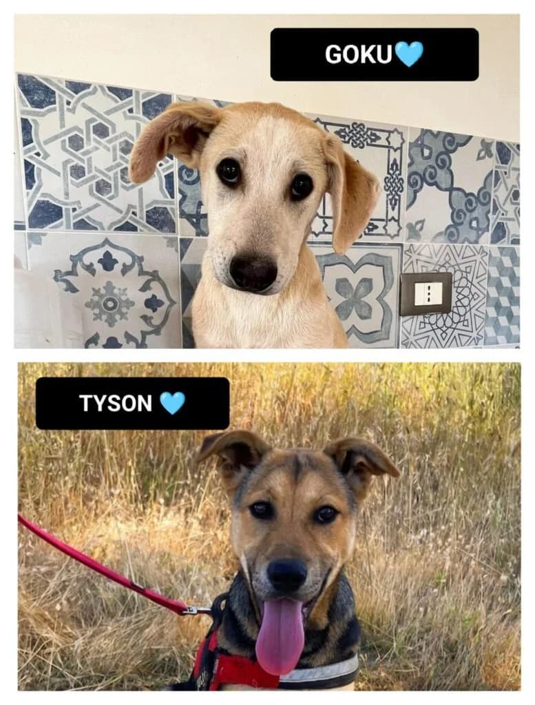 GOKU e TYSON, male puppy Mixed Breed for adoption at Dimensione Animale Bergamo