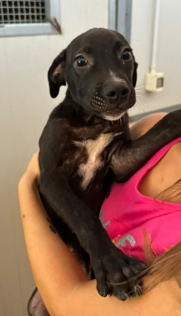 GREG, male puppy Mixed Breed for adoption at Dimensione Animale Bergamo