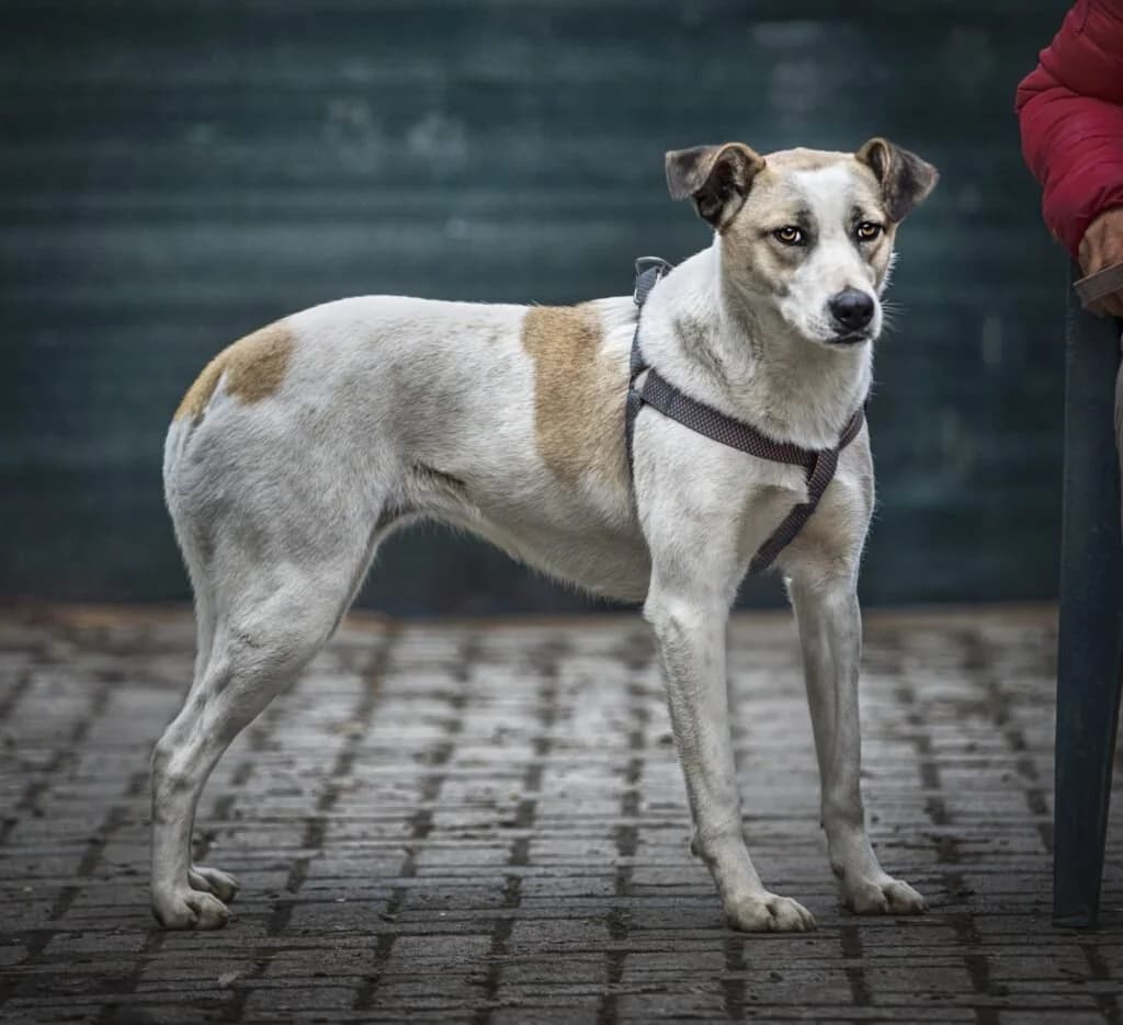 HELLEN, female young Mixed Breed for adoption at Dimensione Animale Bergamo