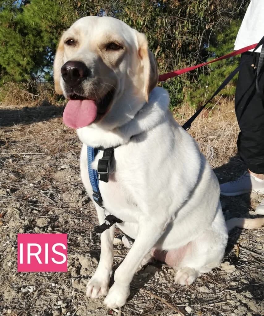 IRIS, male young Mixed Breed for adoption at Dimensione Animale Bergamo