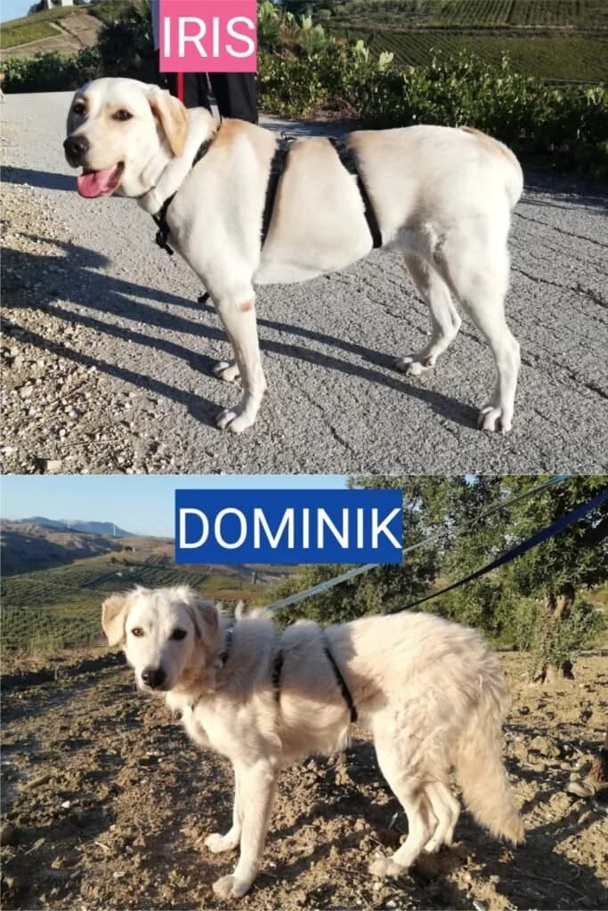 IRIS e DOMINIK, young Mixed Breed for adoption at Dimensione Animale Bergamo