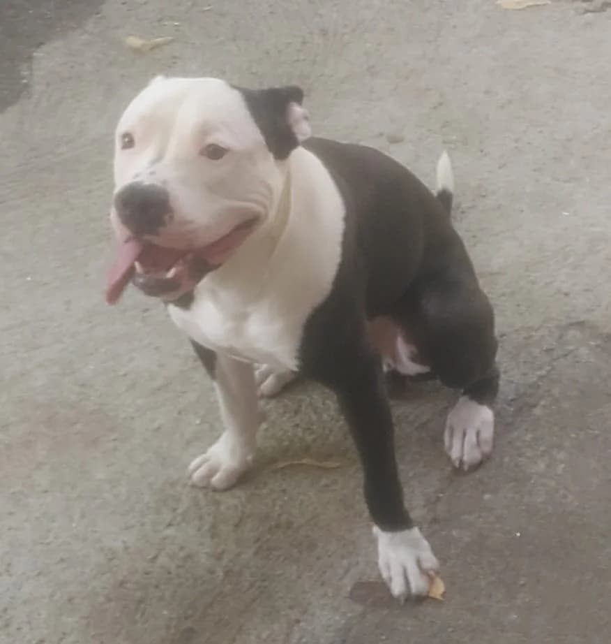 JACK, male young Mixed Breed for adoption at Dimensione Animale Bergamo
