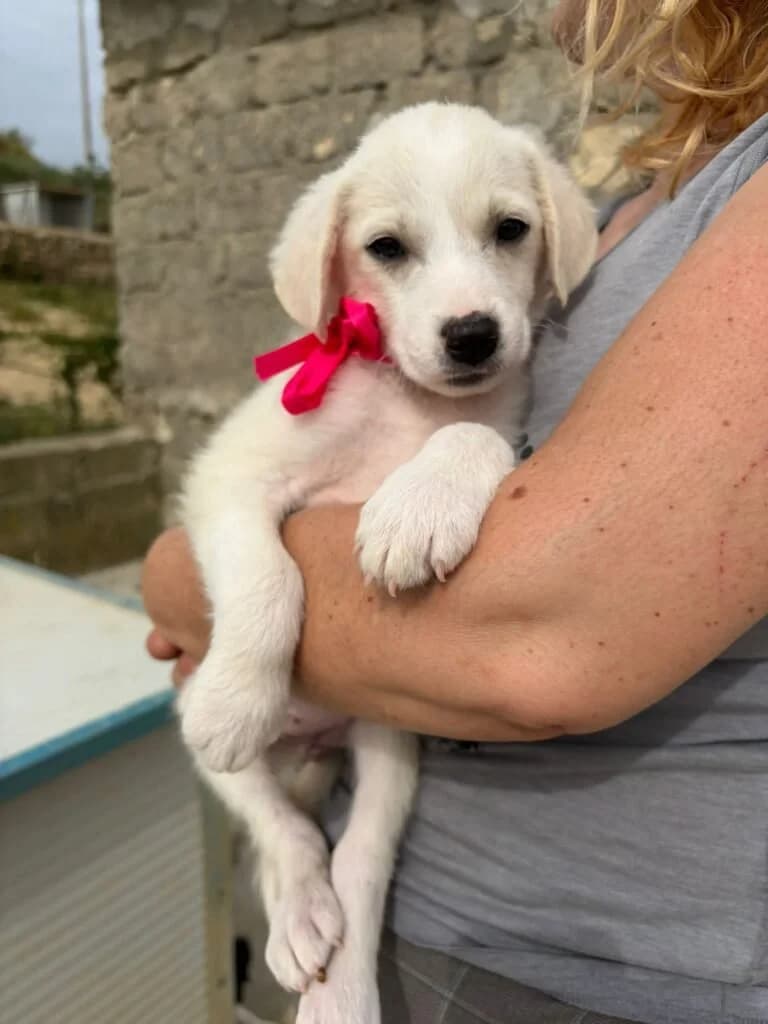 JANE, male puppy Mixed Breed for adoption at Dimensione Animale Bergamo