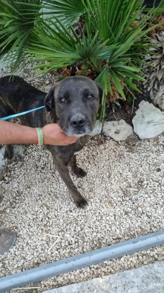 JENNY, female young Mixed Breed for adoption at Dimensione Animale Bergamo