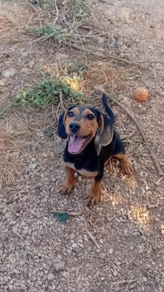 JODY, female Mixed Breed for adoption at Dimensione Animale Bergamo