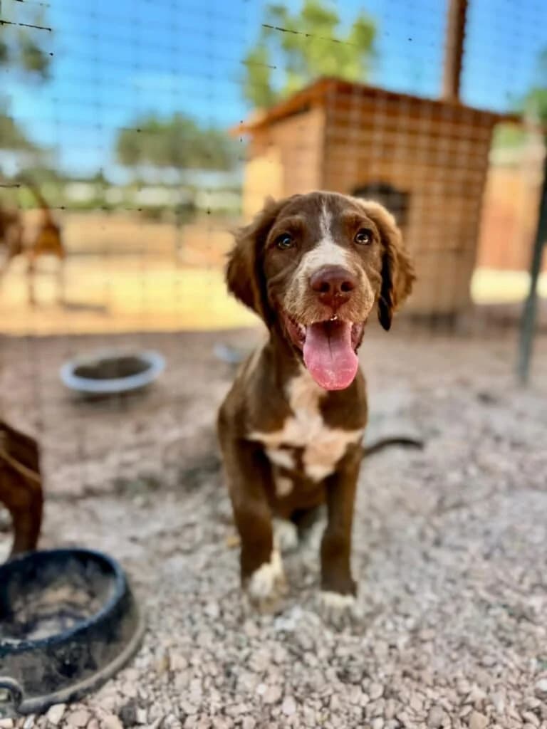 JUNE, female puppy Mixed Breed for adoption at Dimensione Animale Bergamo
