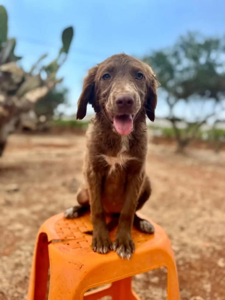 MAGDA, female puppy Mixed Breed for adoption at Dimensione Animale Bergamo
