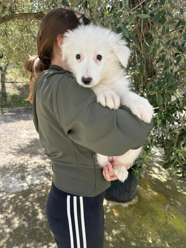 KENIA, female puppy Mixed Breed for adoption at Dimensione Animale Bergamo