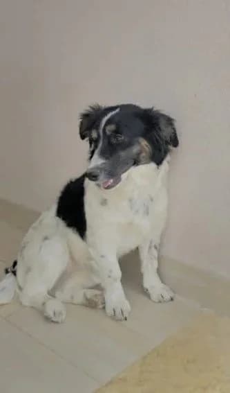 KIKKA, female puppy Mixed Breed for adoption at Dimensione Animale Bergamo