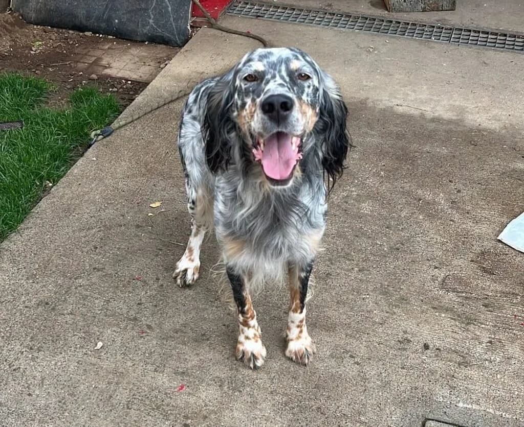 KING, male 4yo Mixed Breed for adoption at Dimensione Animale Bergamo