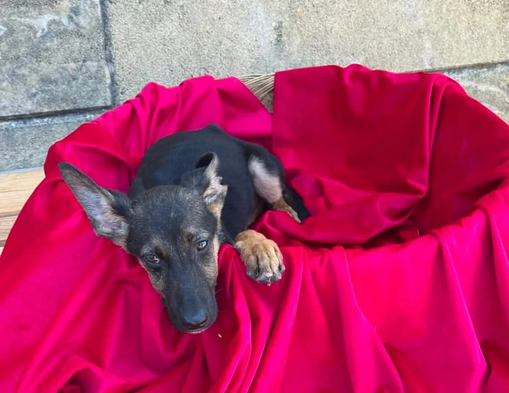 KURT, male puppy Mixed Breed for adoption at Dimensione Animale Bergamo