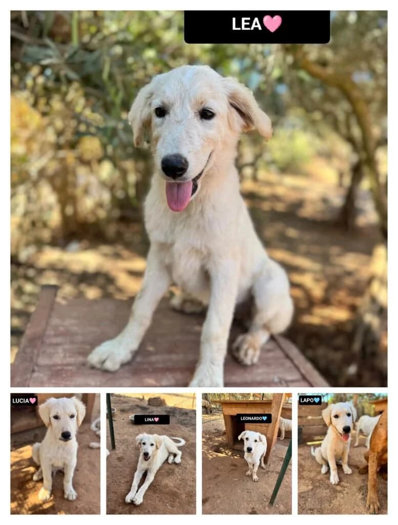 LEA, LUCIA, LINA, LEONARDO E LAPO, puppy Mixed Breed for adoption at Dimensione Animale Bergamo