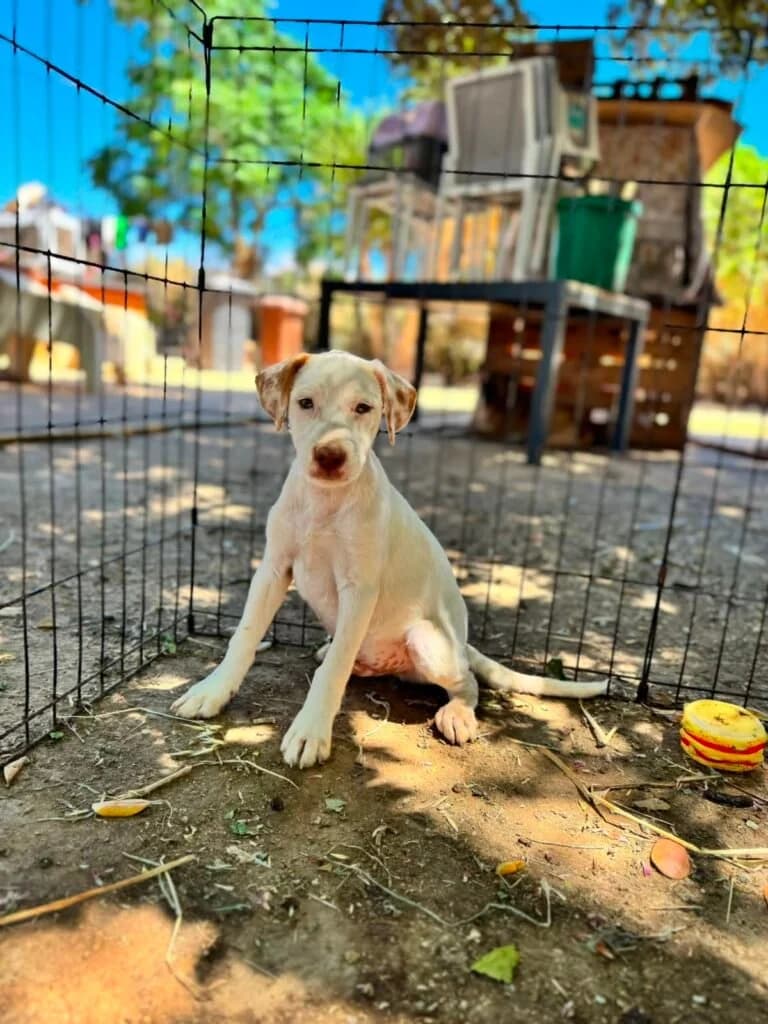 LEONARDO, male puppy Mixed Breed for adoption at Dimensione Animale Bergamo