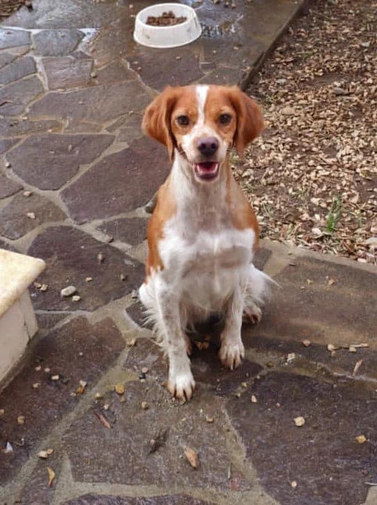 LICIA, female puppy Mixed Breed for adoption at Dimensione Animale Bergamo