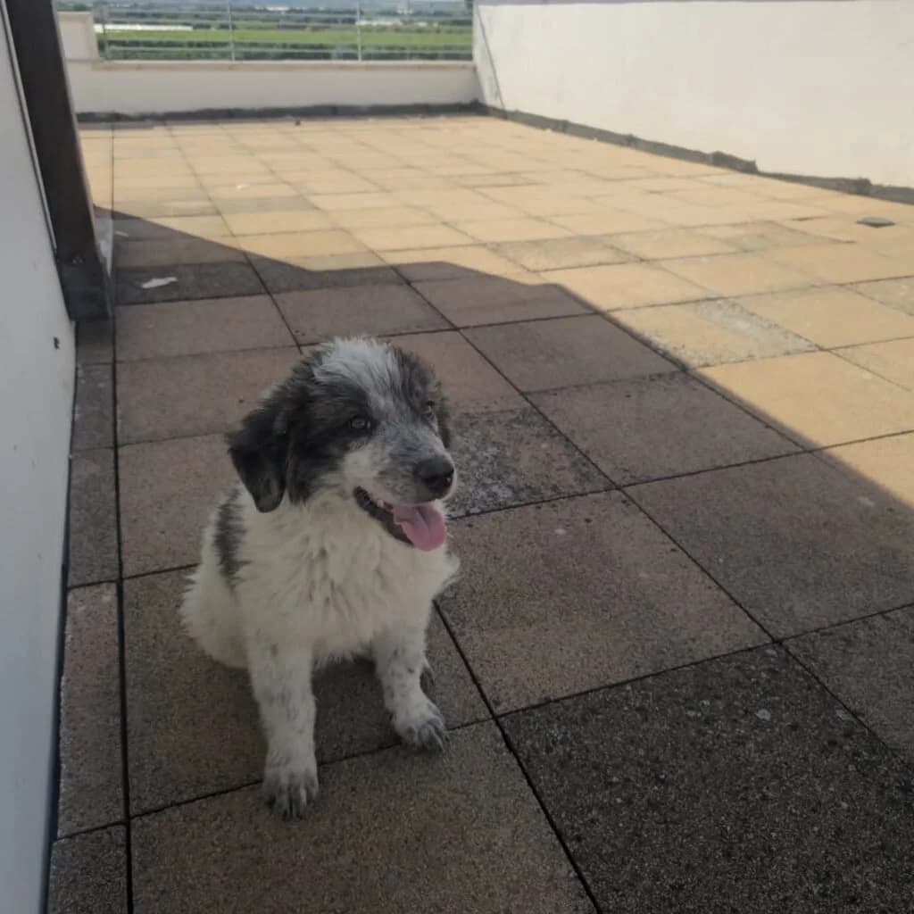 LILLA, female puppy Mixed Breed for adoption at Dimensione Animale Bergamo