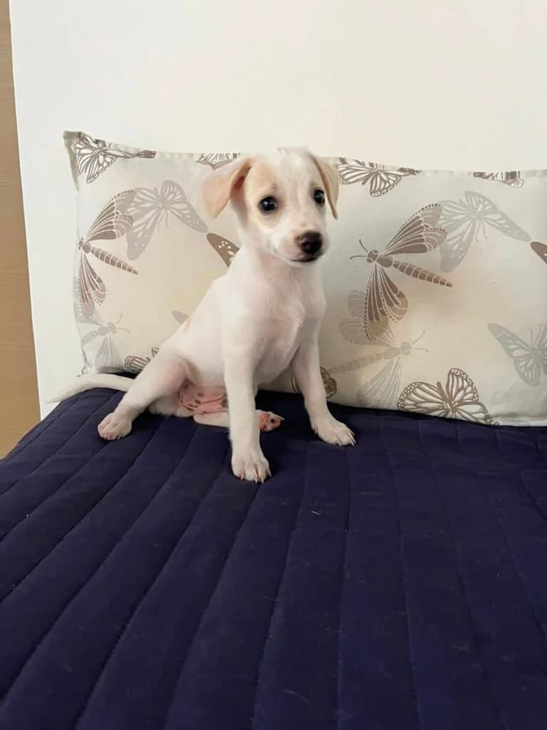 LILLINO, male puppy Mixed Breed for adoption at Dimensione Animale Bergamo