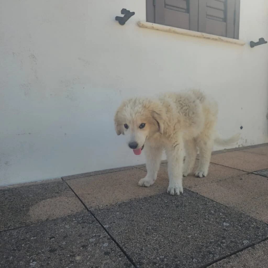 LILLO, male puppy Mixed Breed for adoption at Dimensione Animale Bergamo