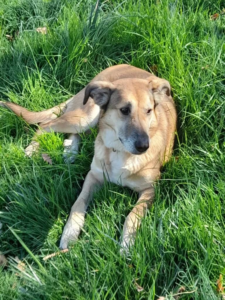 LILLY, female young Mixed Breed for adoption at Dimensione Animale Bergamo