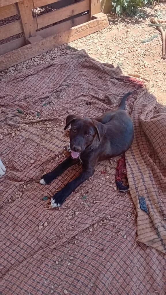 LIQUIRIZIA, female puppy Mixed Breed for adoption at Dimensione Animale Bergamo