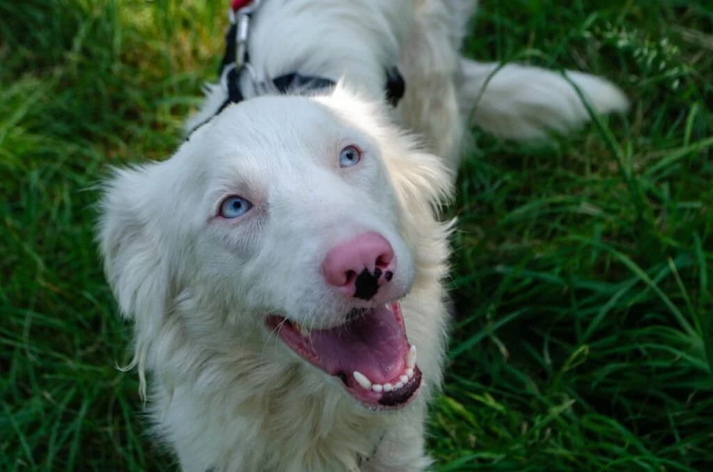 LISA, female young Mixed Breed for adoption at Dimensione Animale Bergamo