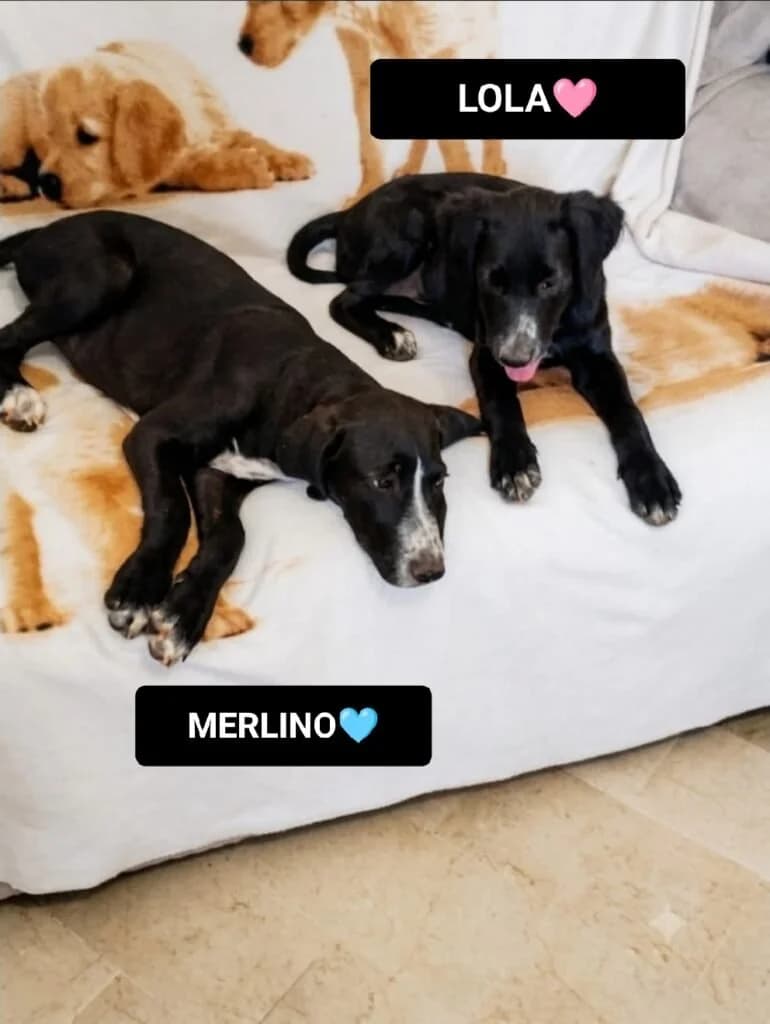 LOLA e MERLINO, puppy Mixed Breed for adoption at Dimensione Animale Bergamo