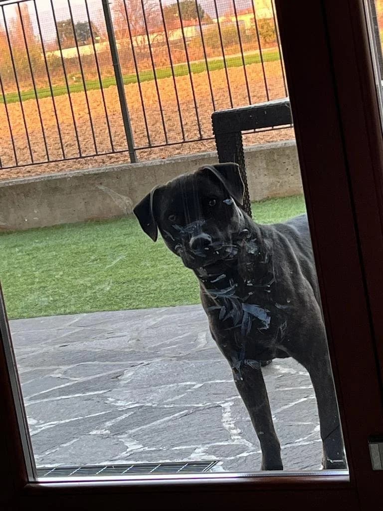 BLACKY, male senior Mixed Breed for adoption at Dimensione Animale Bergamo