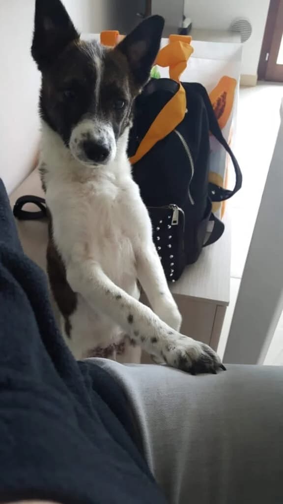 LUCKY, male 7yo Mixed Breed for adoption at Dimensione Animale Bergamo