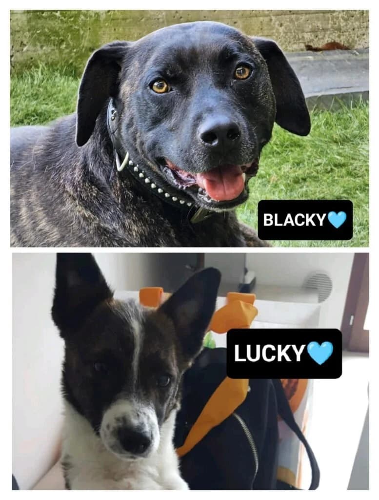 LUCKY E BLACKY, male 7yo Mixed Breed for adoption at Dimensione Animale Bergamo