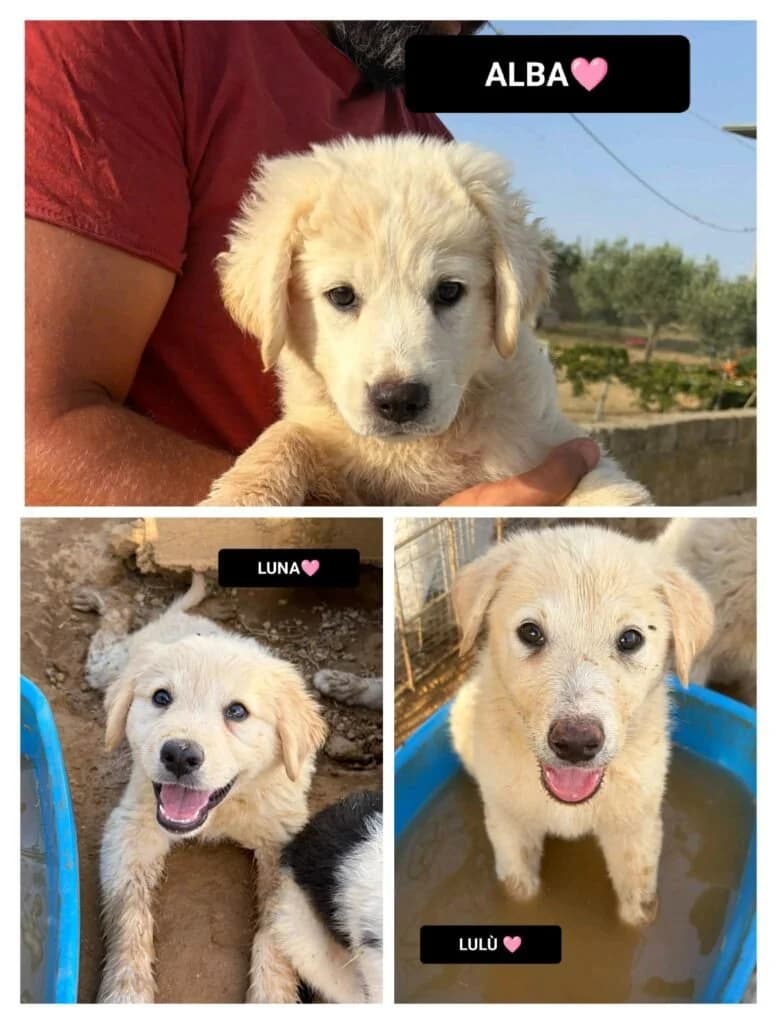 LULÙ, LUNA e ALBA, female puppy Mixed Breed for adoption at Dimensione Animale Bergamo